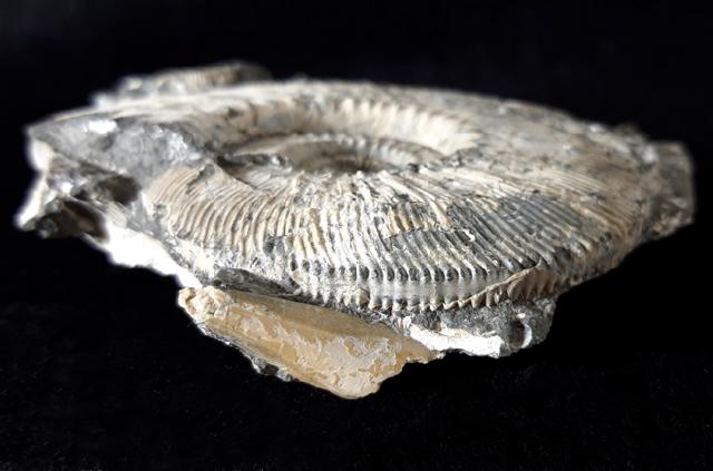 Kosmoceras (Gulielmiceras) jason (REINECKE 1847) - Bild © FossNet FossilienStore